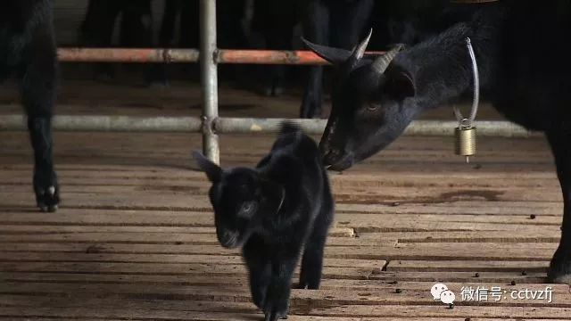 致富经一年捞出七千万_致富窍门_七彩捞鱼生一捞二捞