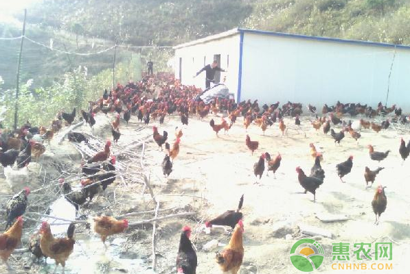 养殖致富案例：年收入30万-图片版权归惠农网所有