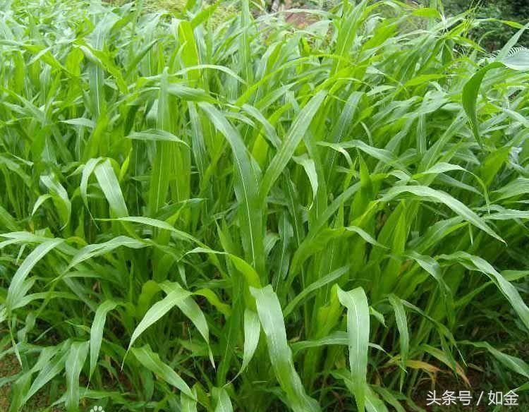 致富种植蛇瓜图片_蛇瓜种植技术_蛇瓜种植致富