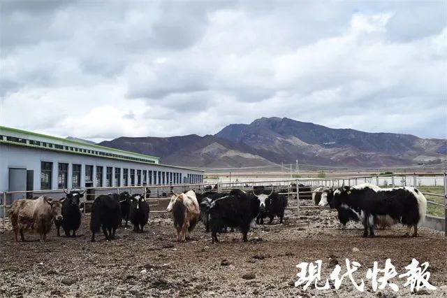 西藏养殖行情怎么样_西藏致富项目养殖_致富西藏养殖项目有哪些