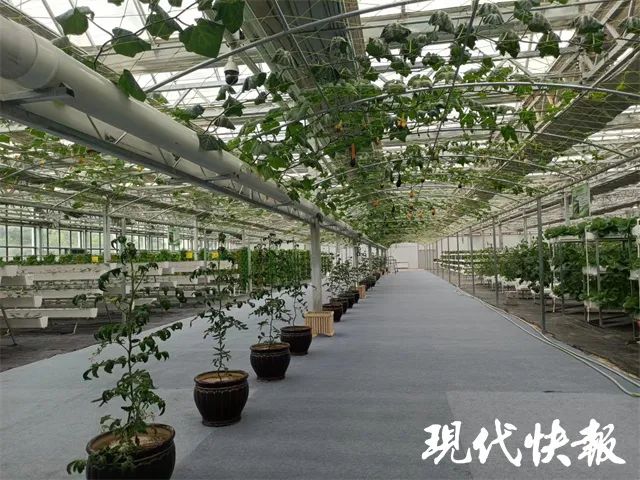 致富西藏养殖项目有哪些_西藏养殖行情怎么样_西藏致富项目养殖