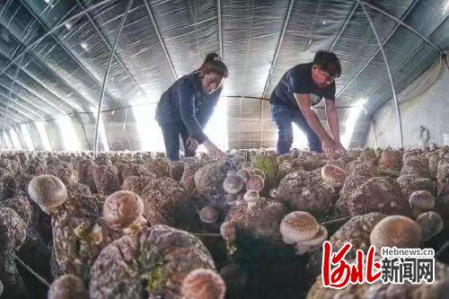 河北农村种植致富项目_河北种植致富花_河北种植什么最赚钱