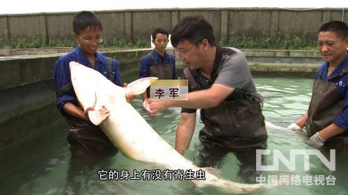 [致富经]把活鱼冰冻后的财富玄机(20130909)