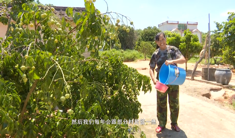 种植黄皮技术要求_黄皮种植技术_种植黄皮的管理方法
