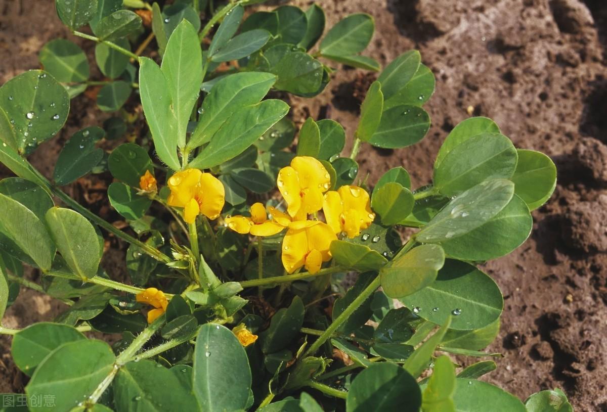 花生种植地膜覆盖视频_花生地膜栽培有哪些好处_夏花生地膜种植技术