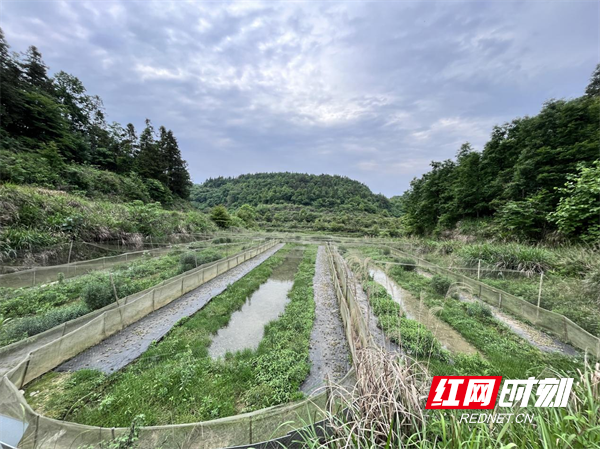 “稻花香里说丰年,听取蛙声一片”——凤凰县吉信镇火炉坪村蛙声里传出“致富经”