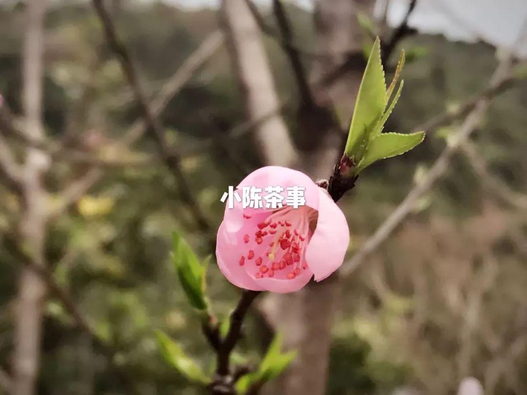 白茶价格节节攀升后的背景，挡不住的大面积开荒种茶潮!