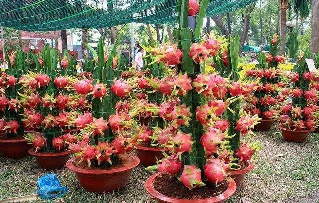 致富经火龙果高产施肥技巧视频_富贵火龙果_致富经二千多亩的火龙果