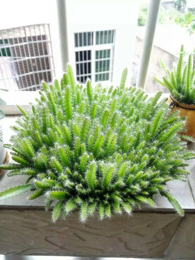 富贵火龙果_致富经火龙果高产施肥技巧视频_致富经二千多亩的火龙果