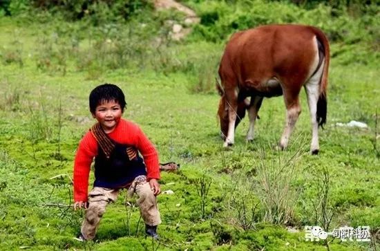 农村科技：农民养公牛好还是养母牛好？养牛怎么养比较赚钱？
