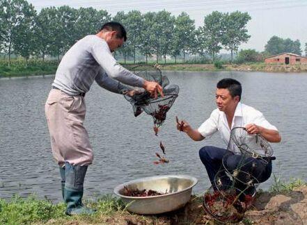 野生淡水虾怎么养_野生虾淡水养殖技术要求_野生淡水虾怎么养殖技术