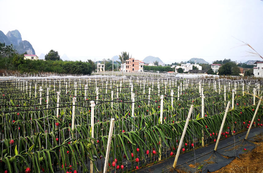 致富种植视频全集_种植致富新门路_种植致富业