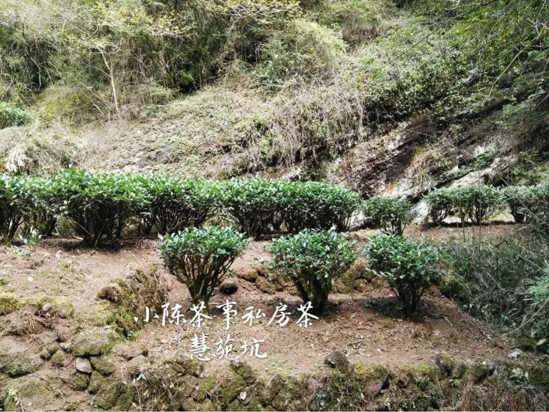 致富种植白茶好吗_白茶怎么种植致富_种植白茶的市场前景
