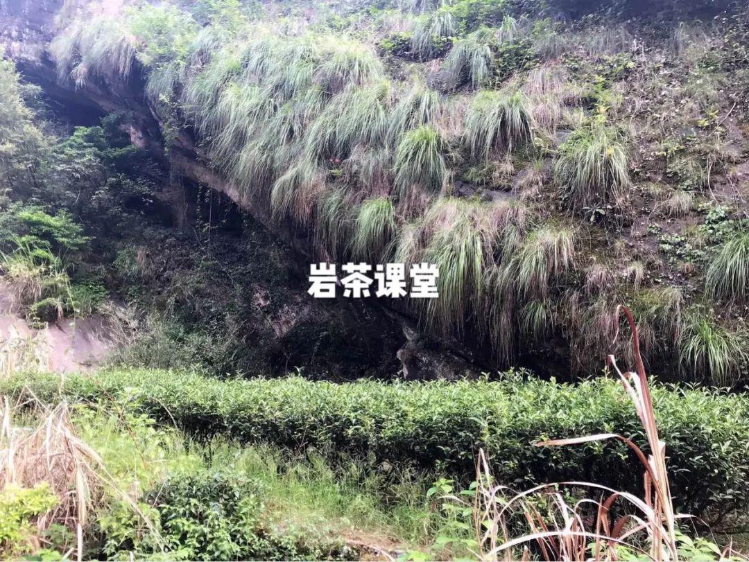 白茶怎么种植致富_致富种植白茶好吗_种植白茶的市场前景