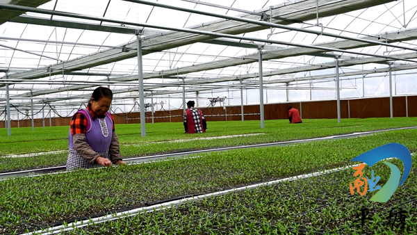 种植致富新门路_致富种植门路新闻_种植致富业