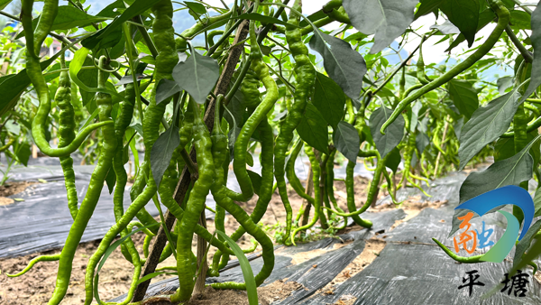 种植致富业_致富种植门路新闻_种植致富新门路