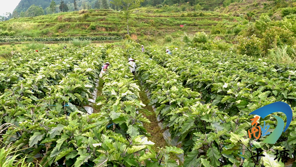 种植致富新门路_致富种植门路新闻_种植致富业