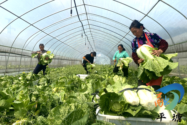 种植致富新门路_致富种植门路新闻_种植致富业