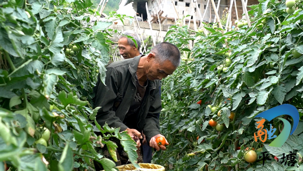 种植致富业_致富种植门路新闻_种植致富新门路