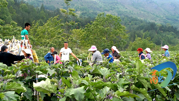 致富种植门路新闻_种植致富新门路_种植致富业