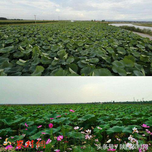 临潼种植致富_临潼农作物_临潼植树