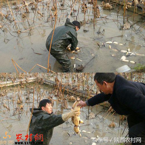 临潼植树_临潼农作物_临潼种植致富