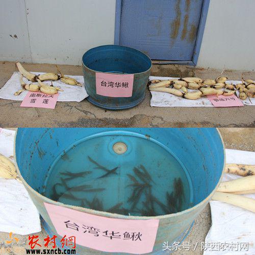 临潼种植致富_临潼农作物_临潼植树