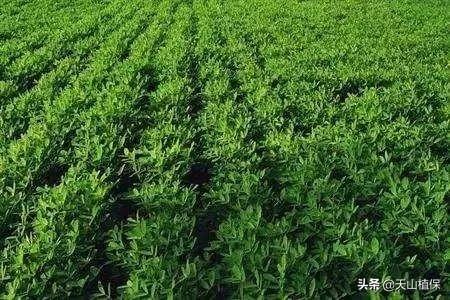 春花生地膜覆盖栽培技术