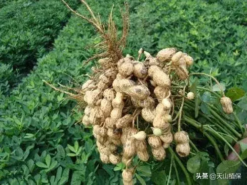 花生地膜覆盖栽培技术要点_夏花生地膜种植技术_花生地膜栽培技术