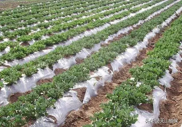 花生地膜覆盖栽培技术要点_花生地膜栽培技术_夏花生地膜种植技术