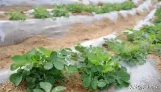花生地膜栽培技术_花生地膜覆盖栽培技术要点_夏花生地膜种植技术