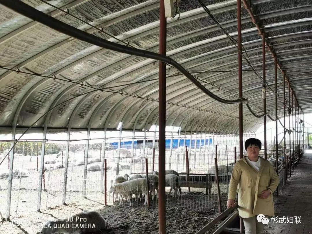 致富经羊养殖技术_致富经羊_致富经羊冮
