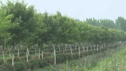 柘城：引进苗圃绿化树 带领村民同致富