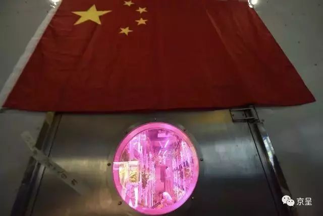 黄粉虫养殖技术与经验_黄粉虫养殖技术与经验_黄粉虫养殖技术与经验