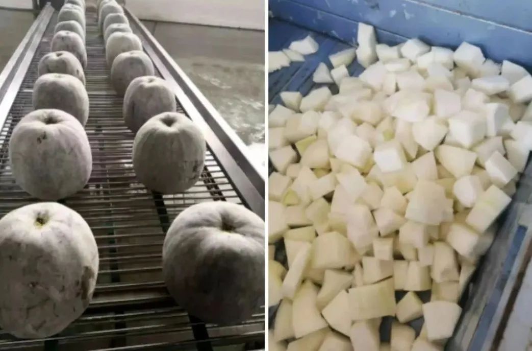 吊瓜种植技术视频 完整_吊瓜种植技术_如何种植吊瓜
