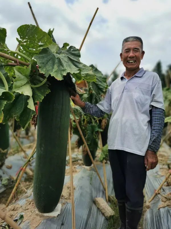 如何种植吊瓜_吊瓜种植技术_吊瓜种植技术视频 完整