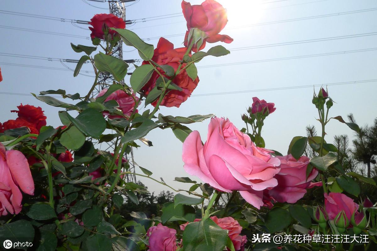 无花呆种植技术_种植花赚钱吗_种花技术视频