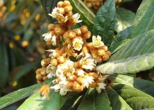 种植花赚钱吗_无花呆种植技术_种花技术视频
