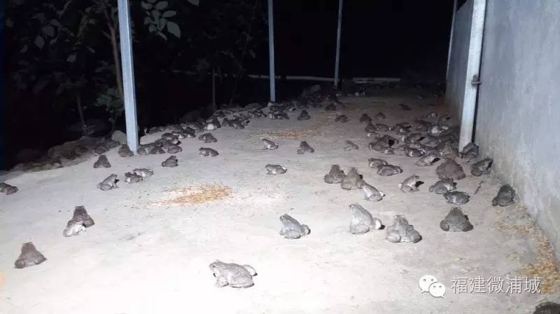 黄粉虫养殖技术与经验_黄粉虫养殖技术与经验_黄粉虫养殖技术与经验