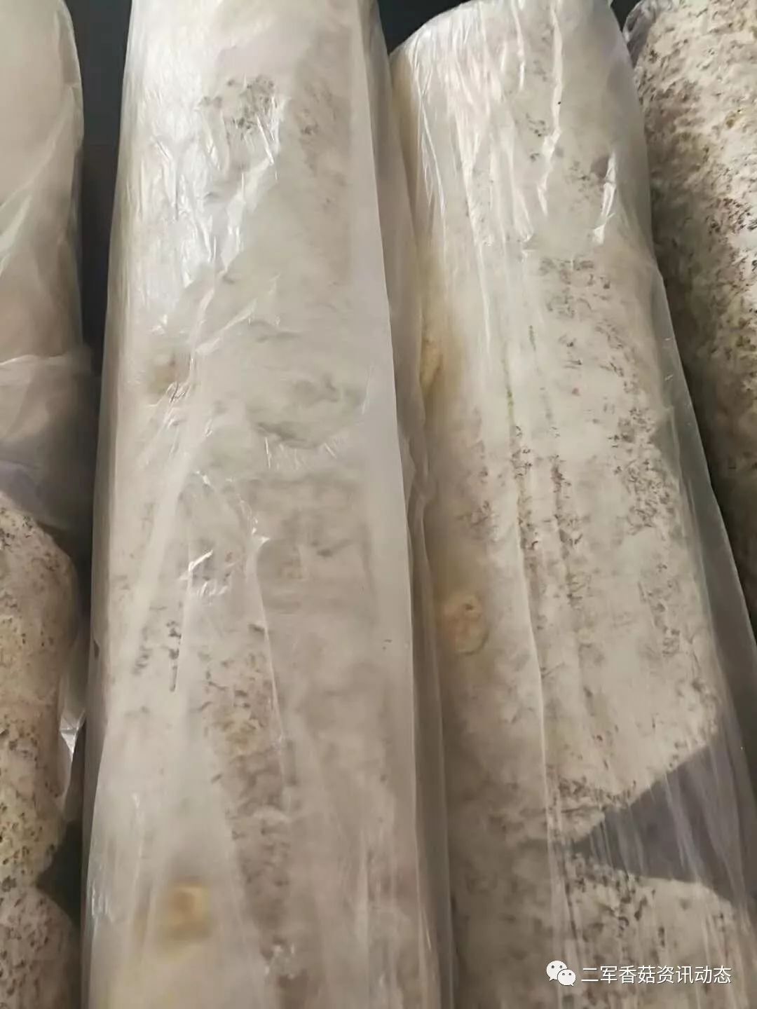 香菇种植的视频_香菇菌种植技术视频_香菇菌种种植视频