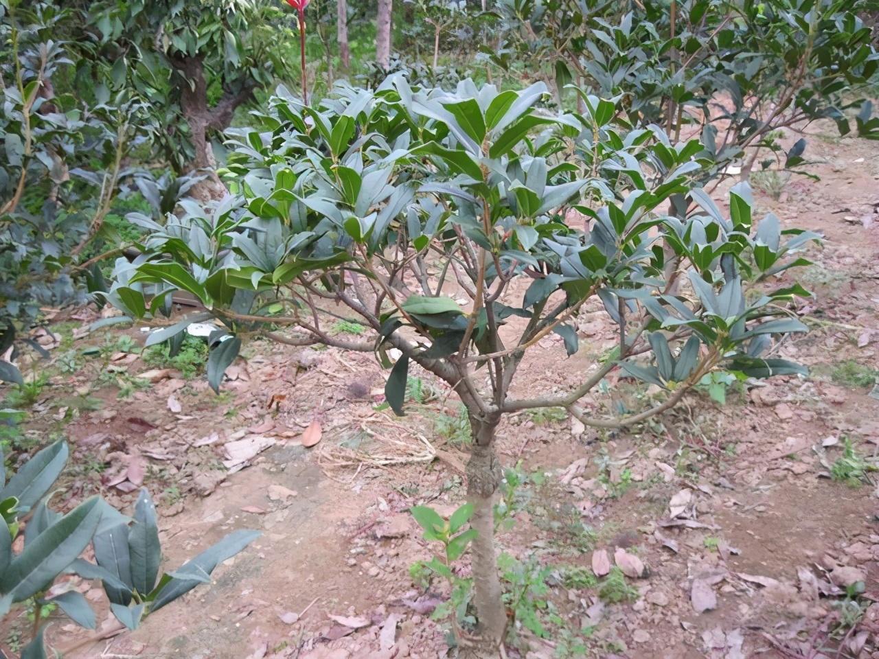 种植花视频_种花技术视频_无花呆种植技术