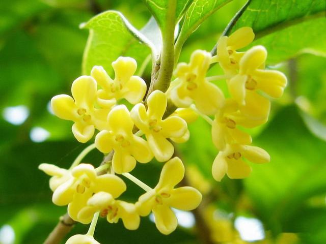种植花视频_种花技术视频_无花呆种植技术