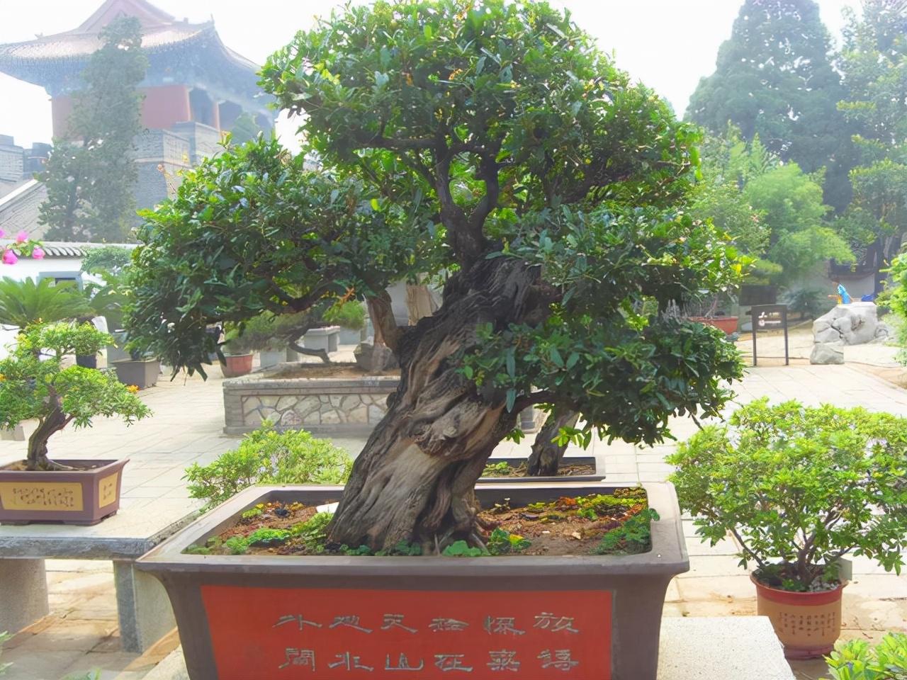 种植花视频_种花技术视频_无花呆种植技术