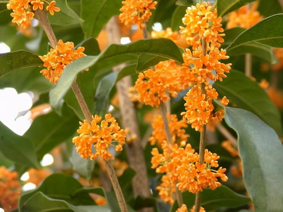 种花技术视频_无花呆种植技术_种植花视频