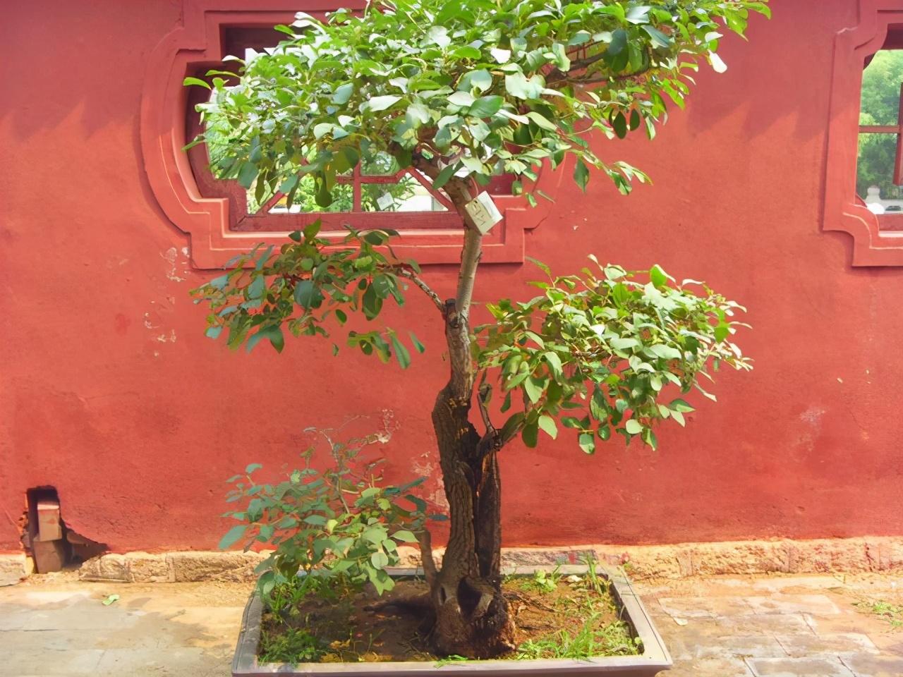 无花呆种植技术_种花技术视频_种植花视频
