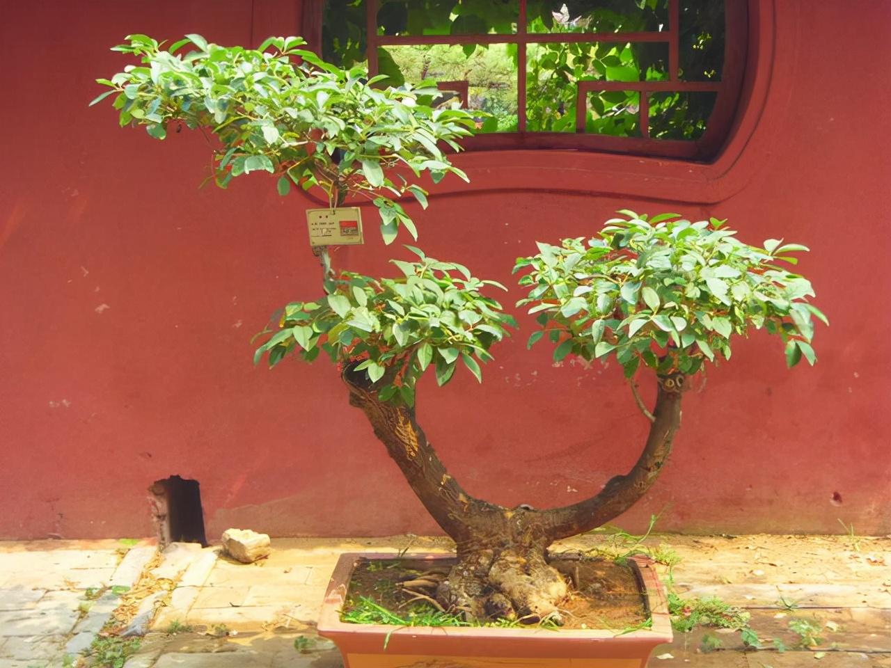 无花呆种植技术_种花技术视频_种植花视频