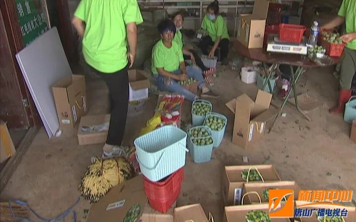 致富经农业种植视频_种植致富路视频_种植致富案例