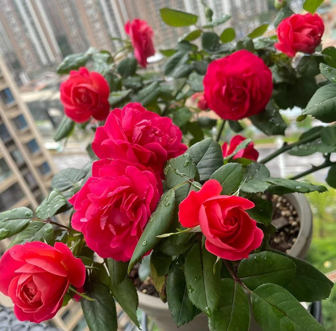种植花_无花呆种植技术_种植花教程视频