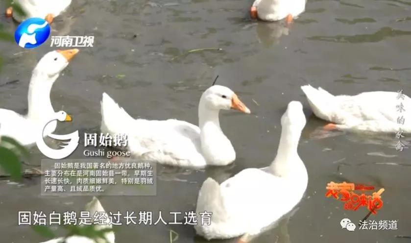 农村养麻鸭视频_冬季麻鸭养殖技术_致富经麻鸭怎么过冬