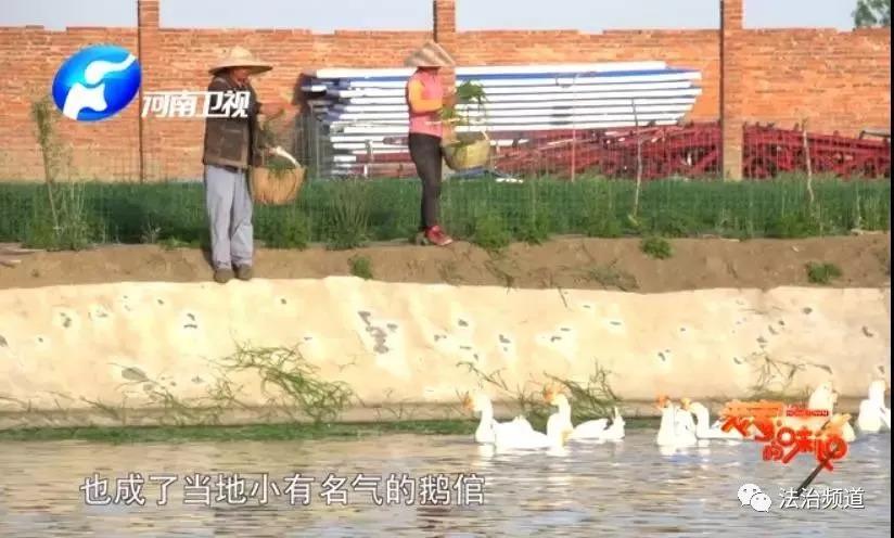 致富经麻鸭怎么过冬_农村养麻鸭视频_冬季麻鸭养殖技术
